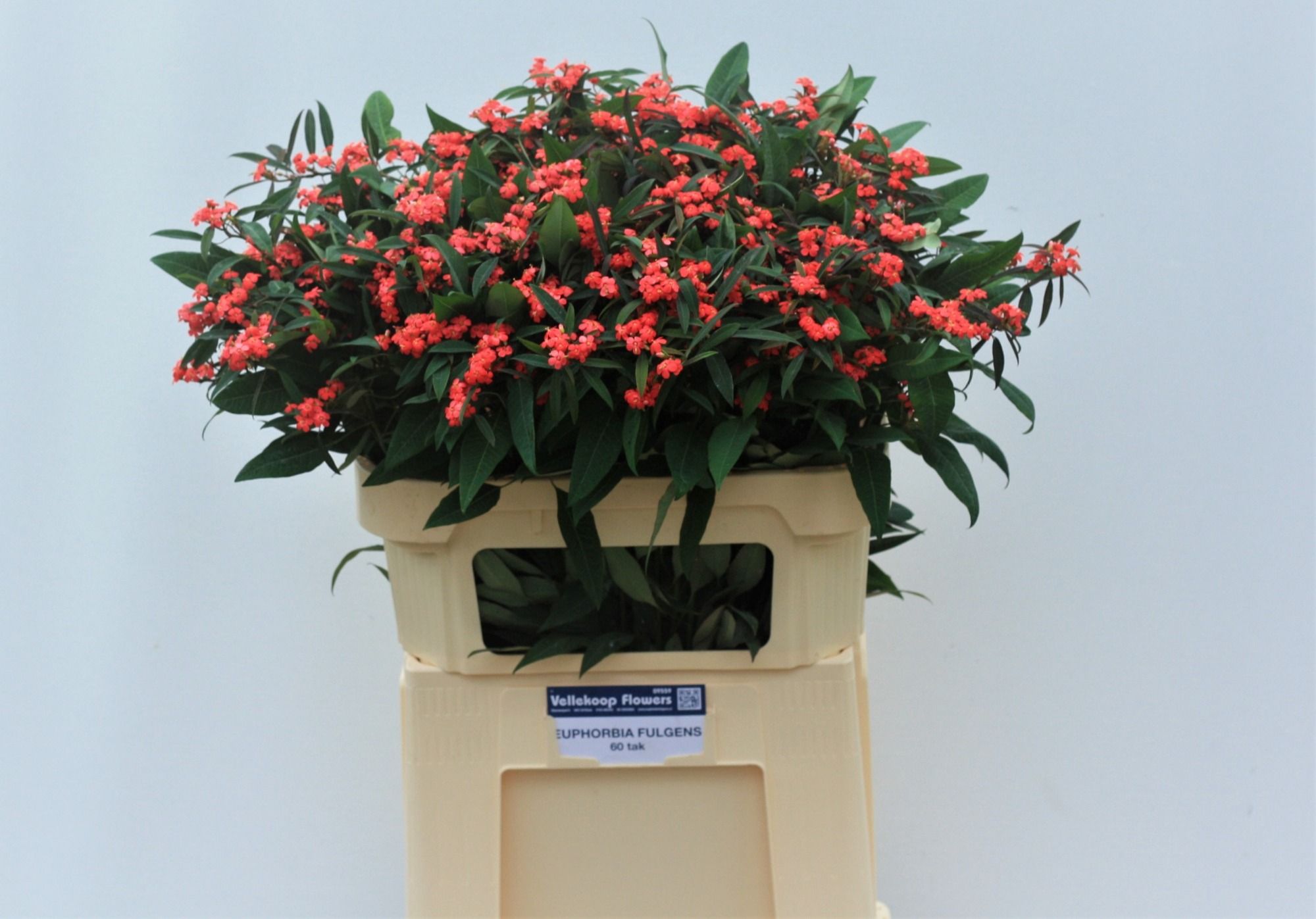 Euphorbia Spray Marielle 70cm