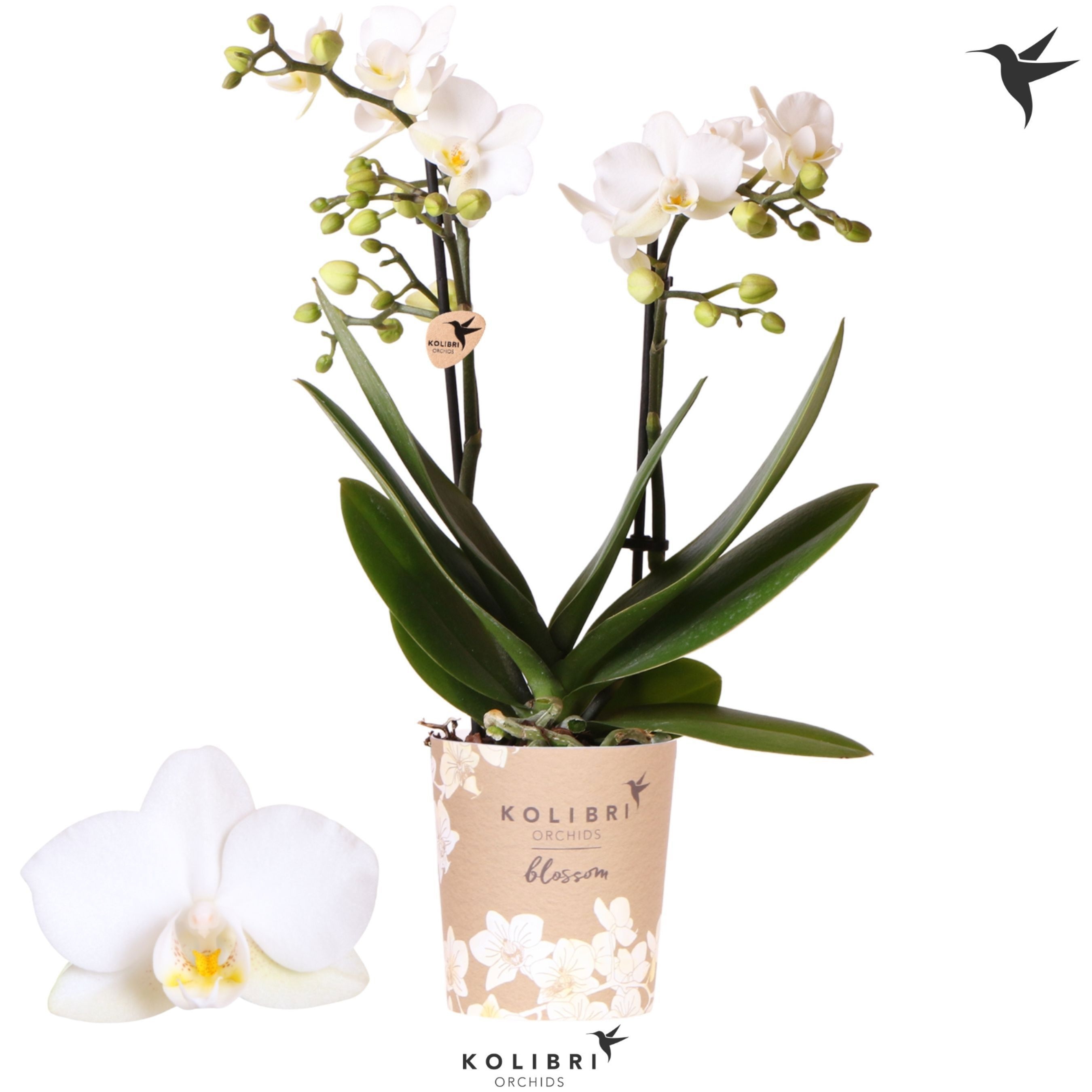 Phalaenopsis Kolibri Orchids Phalaenopsis Blossom Zurich 2 spike