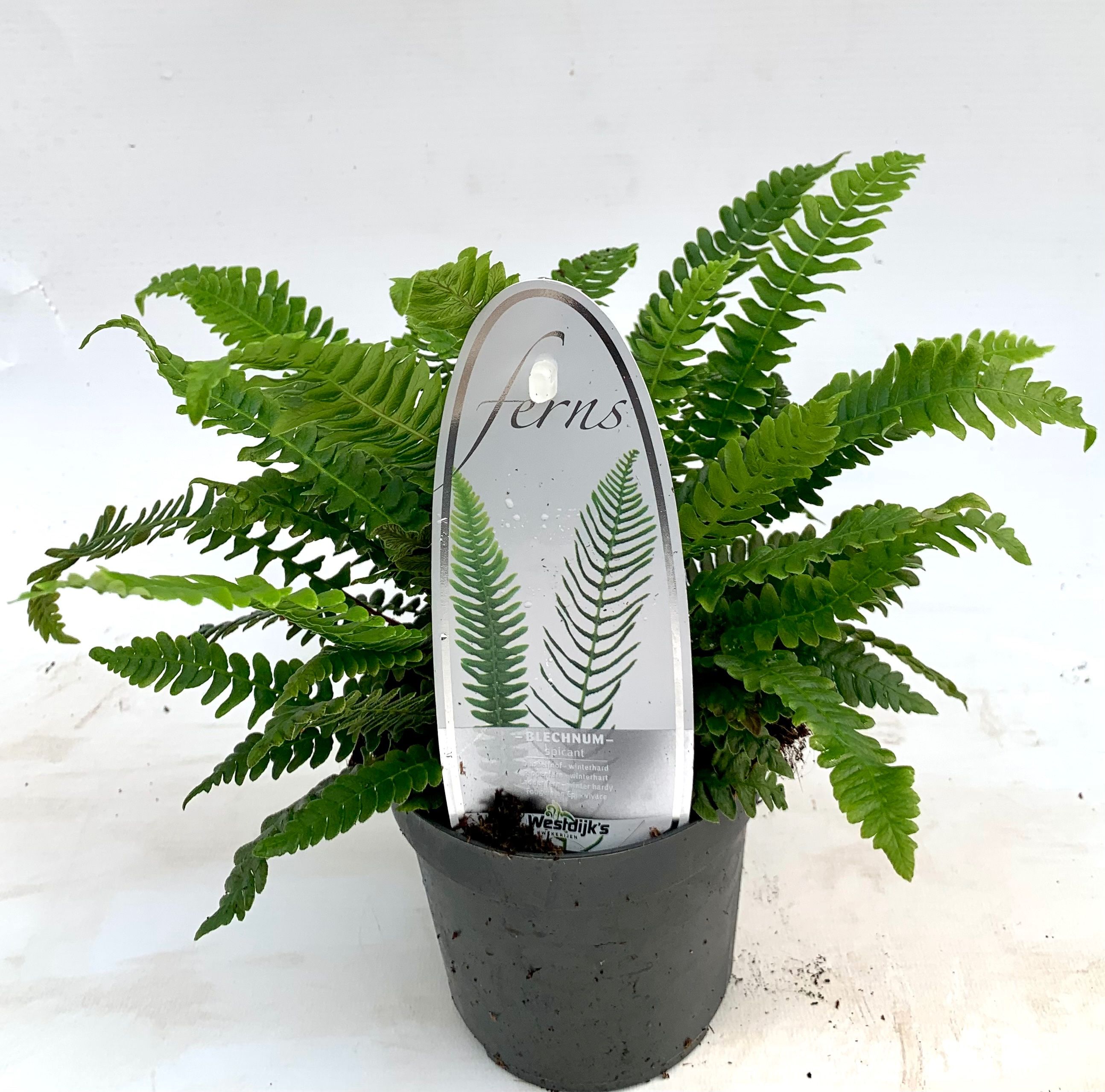 Blechnum spicant