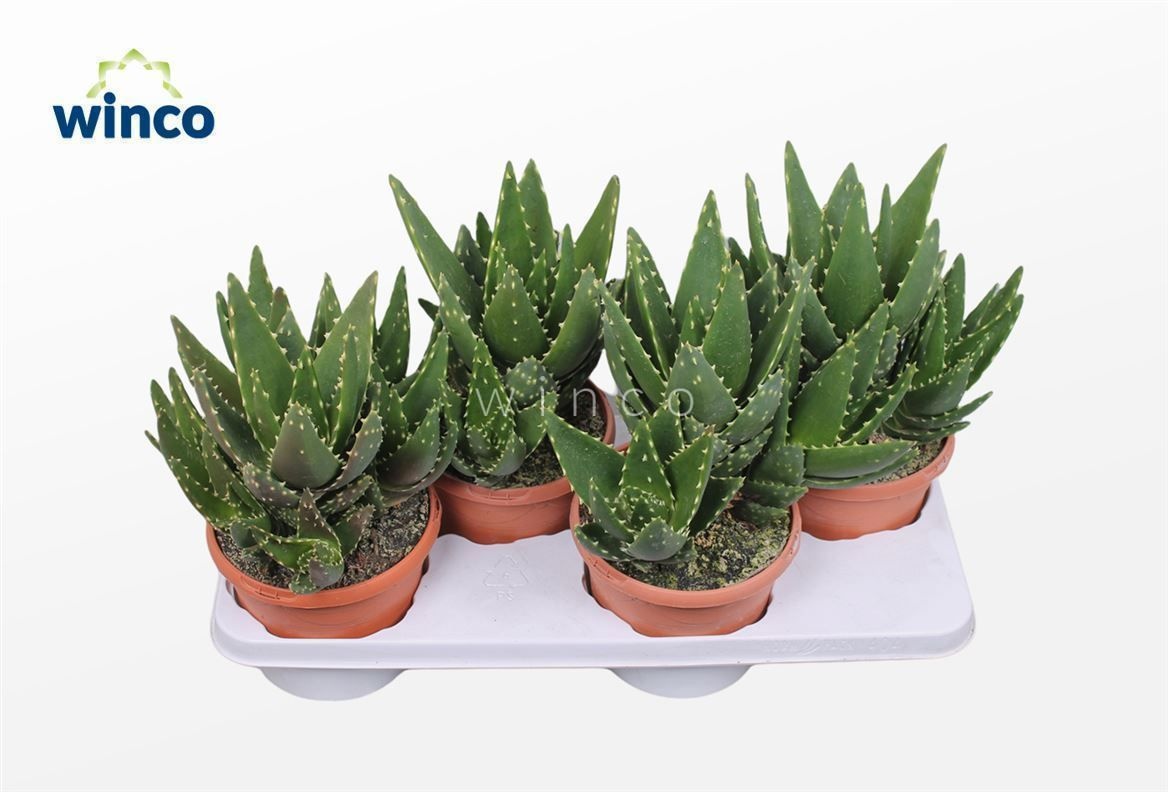 Aloe variegata 'Magic' ALOE VARIEGATA MAGIC | Gardenline