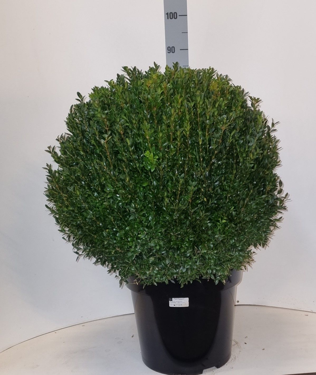 Buxus sempervirens - Buxus
