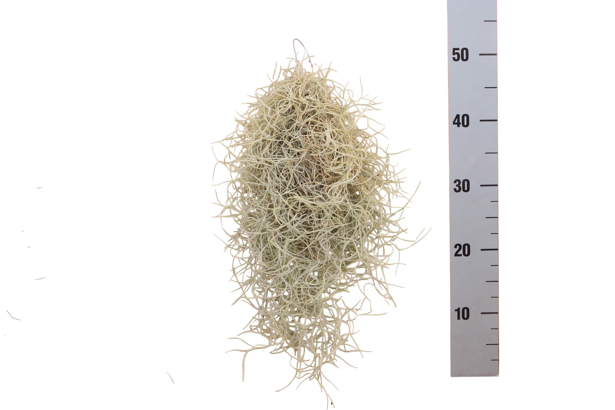Till Usneoides