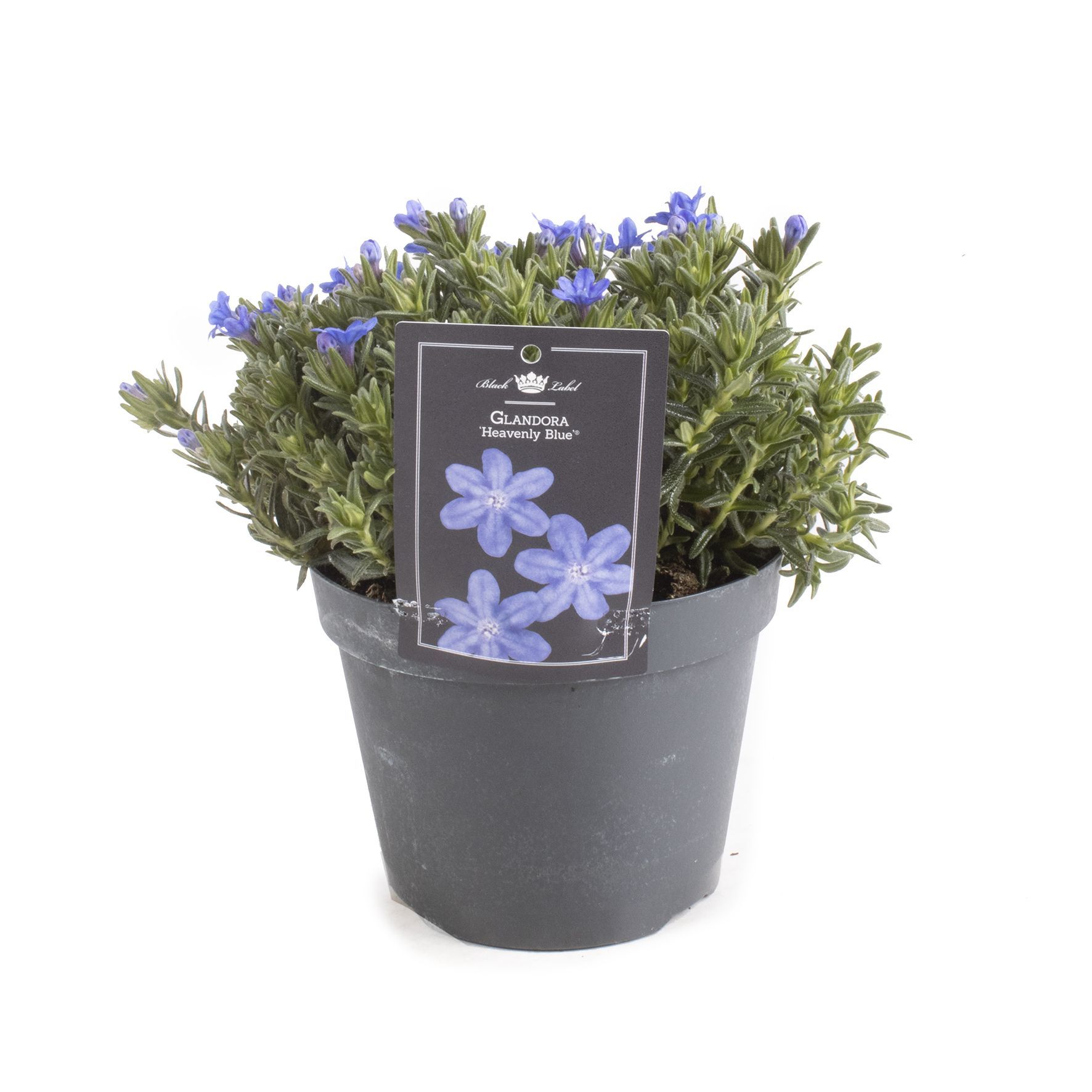 Picture of Glandora diffusa Heavenly Blue (Lithodora diffusa Heavenly Blue)