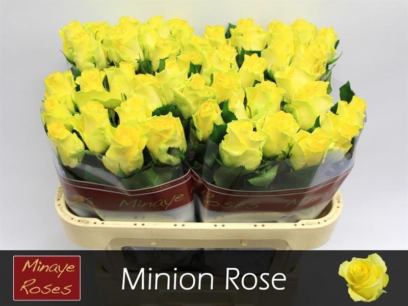 Rosa Minion Rose 70cm