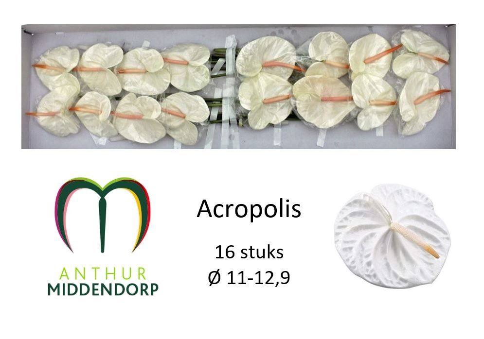 Anth A Acropolis