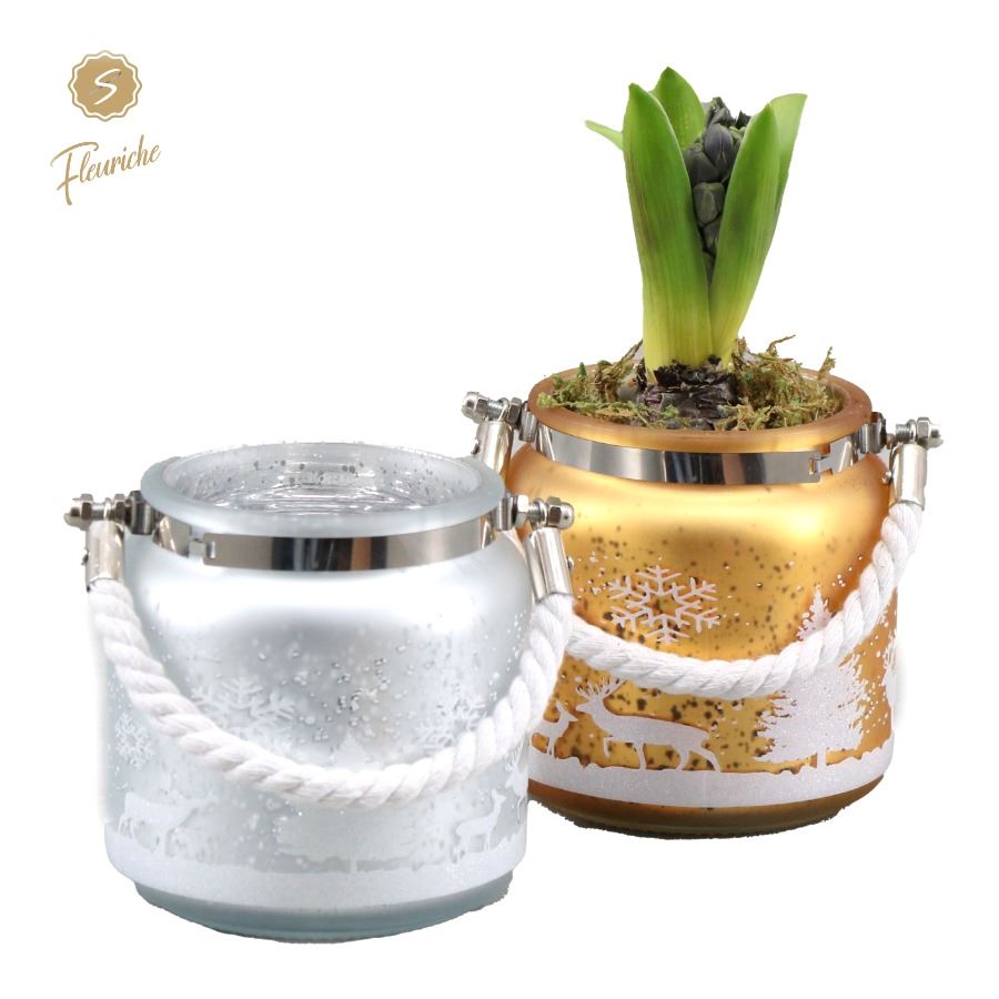 Picture of (1352) Hyacint Glass Gold & Silver 1PP Moss P8 20CM