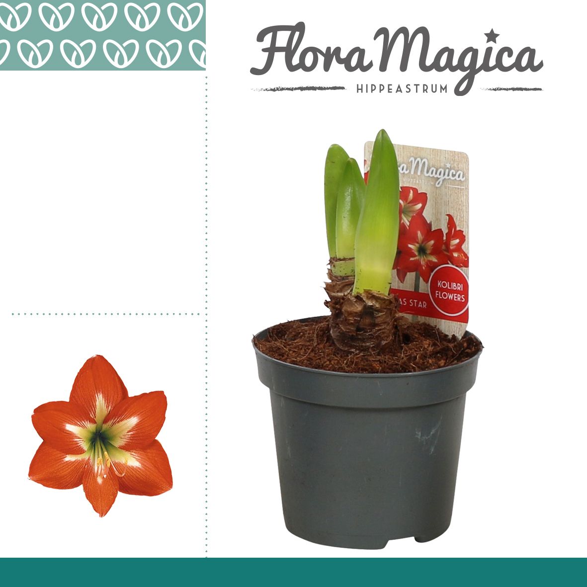 Amaryllis Kolibri Christmas Star 1 Knop