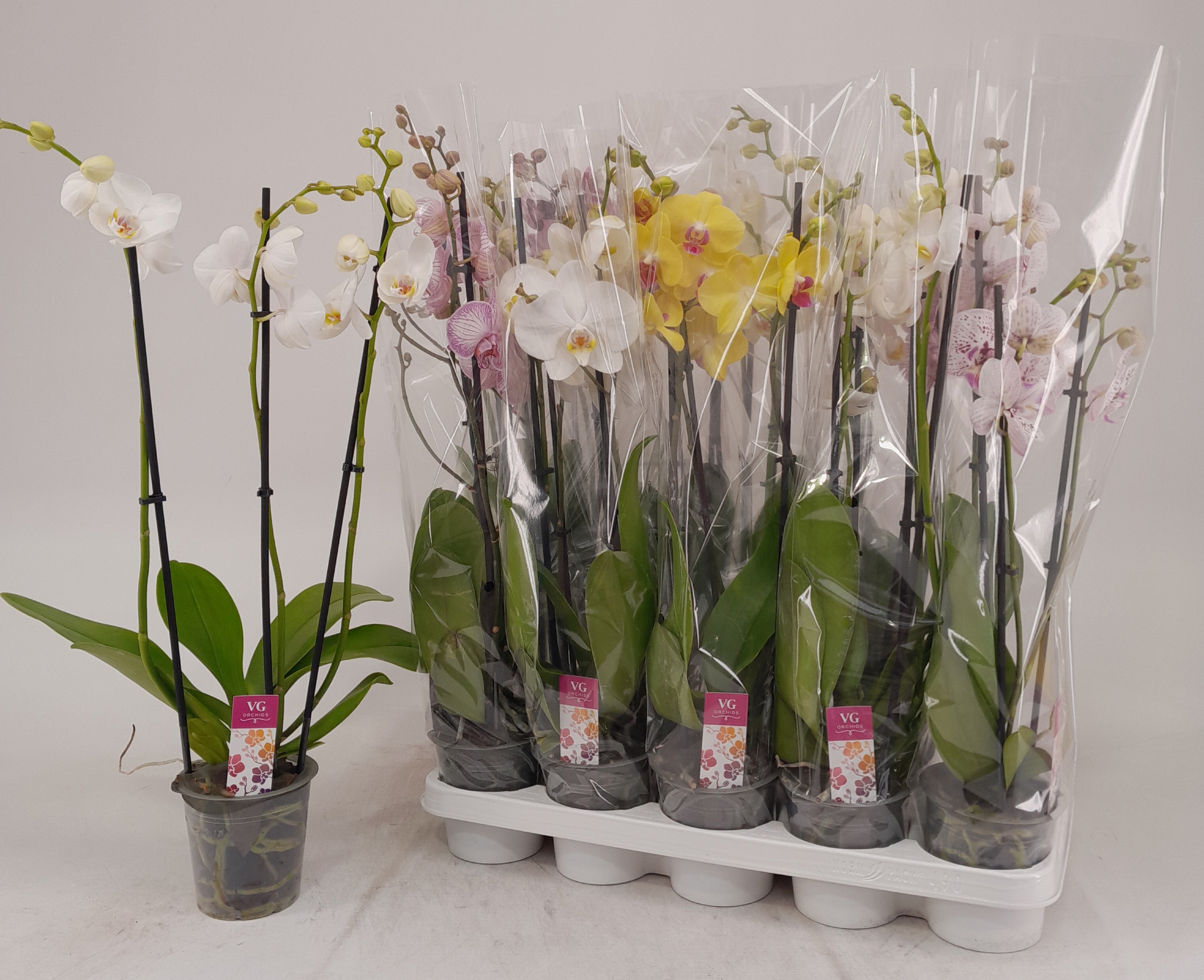 Phalaenopsis Asst 12Ø 55cm