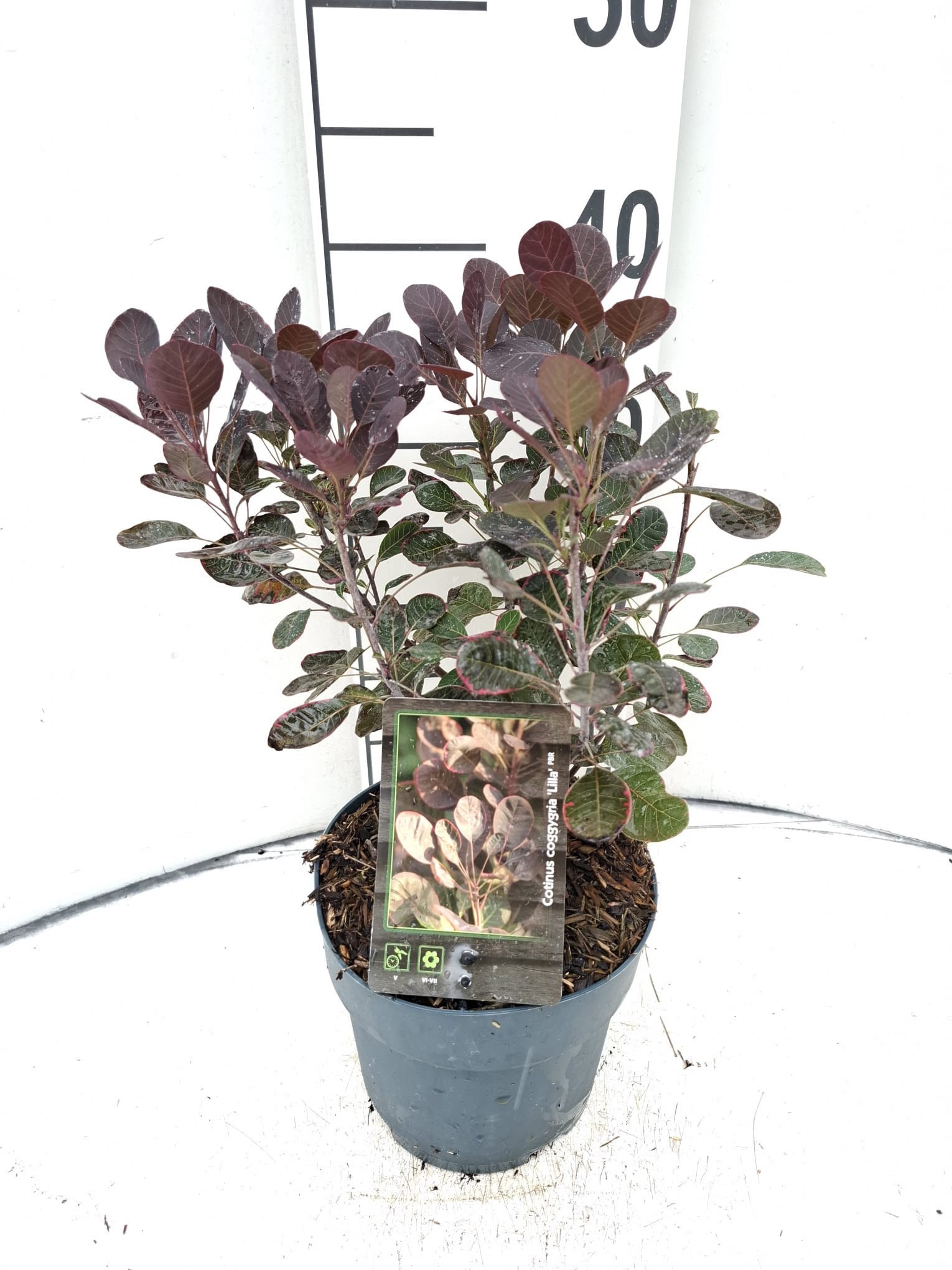 Cotinus coggygria 'Lilla'