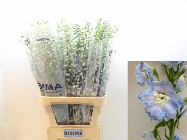 Delphinium Magic Fountains Skyblue 100cm