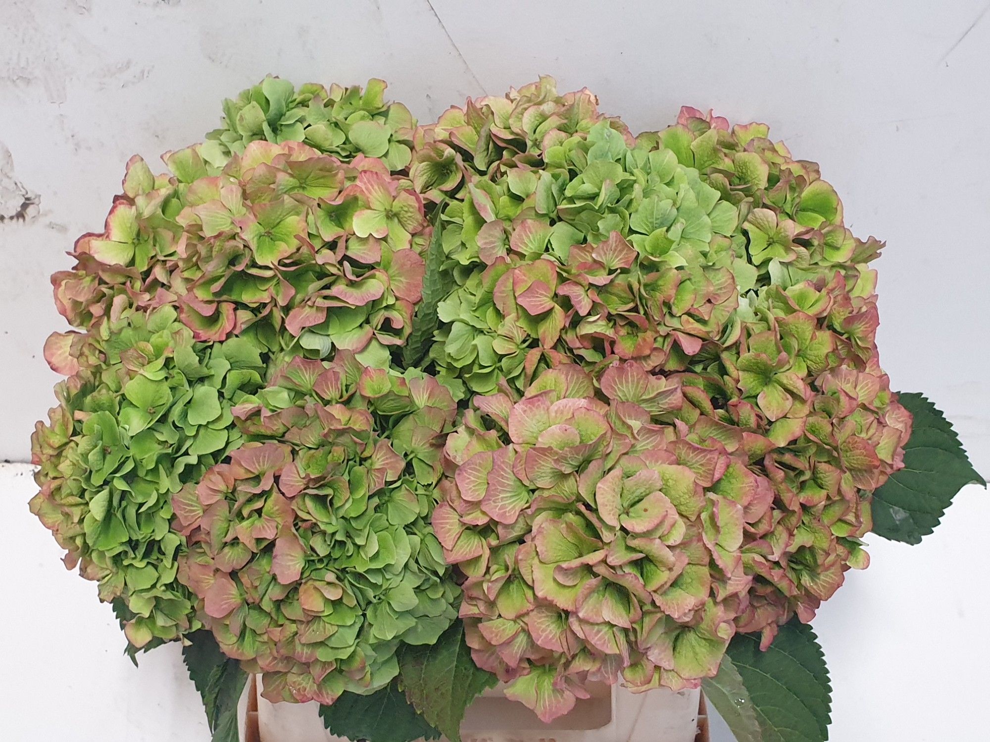 Hydrangea Verena Classic Pink 40cm 17Ø