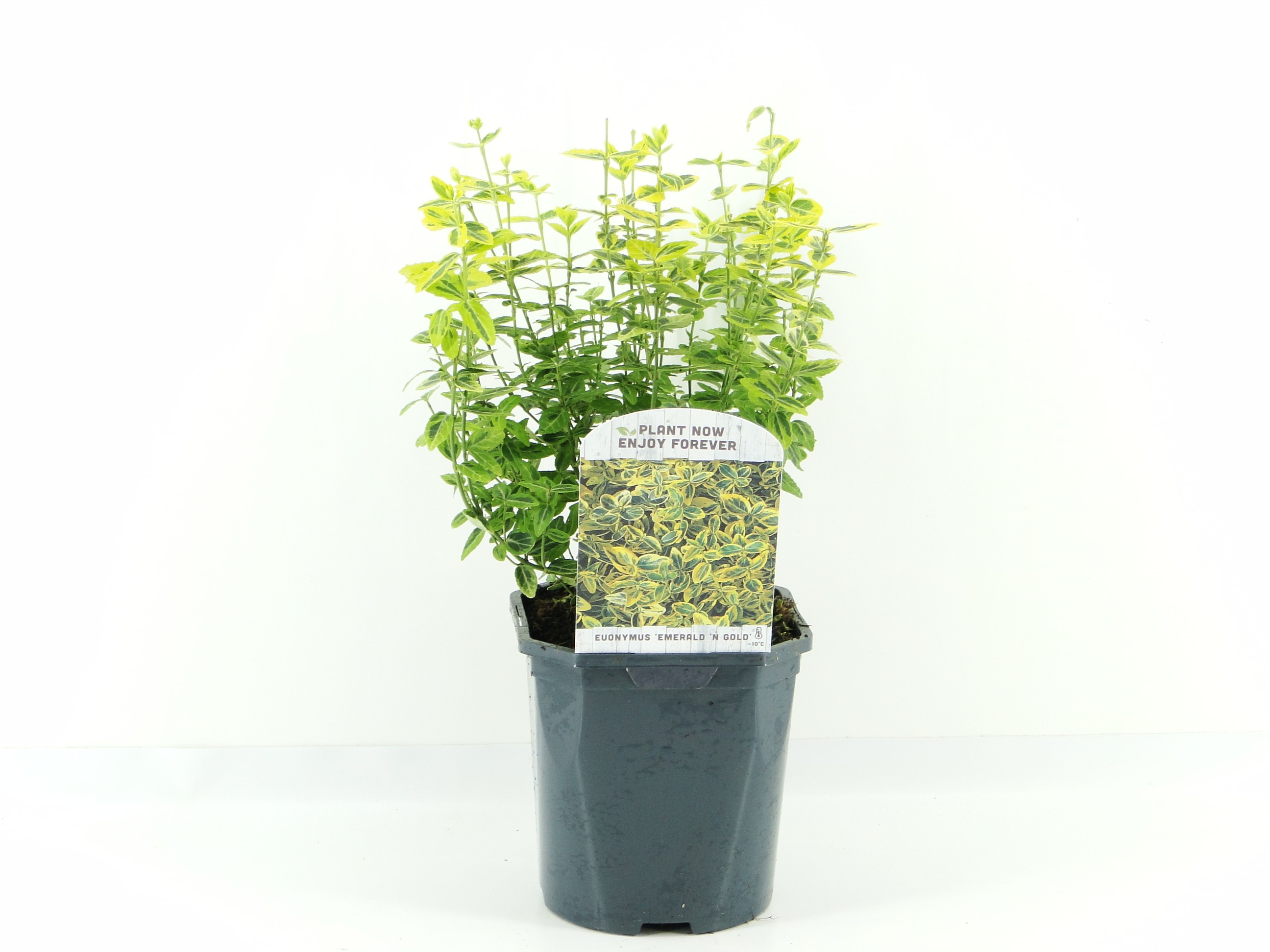 Picture of Euonymus fort. Emerald 'n Gold P17 (2 Ltr) Square