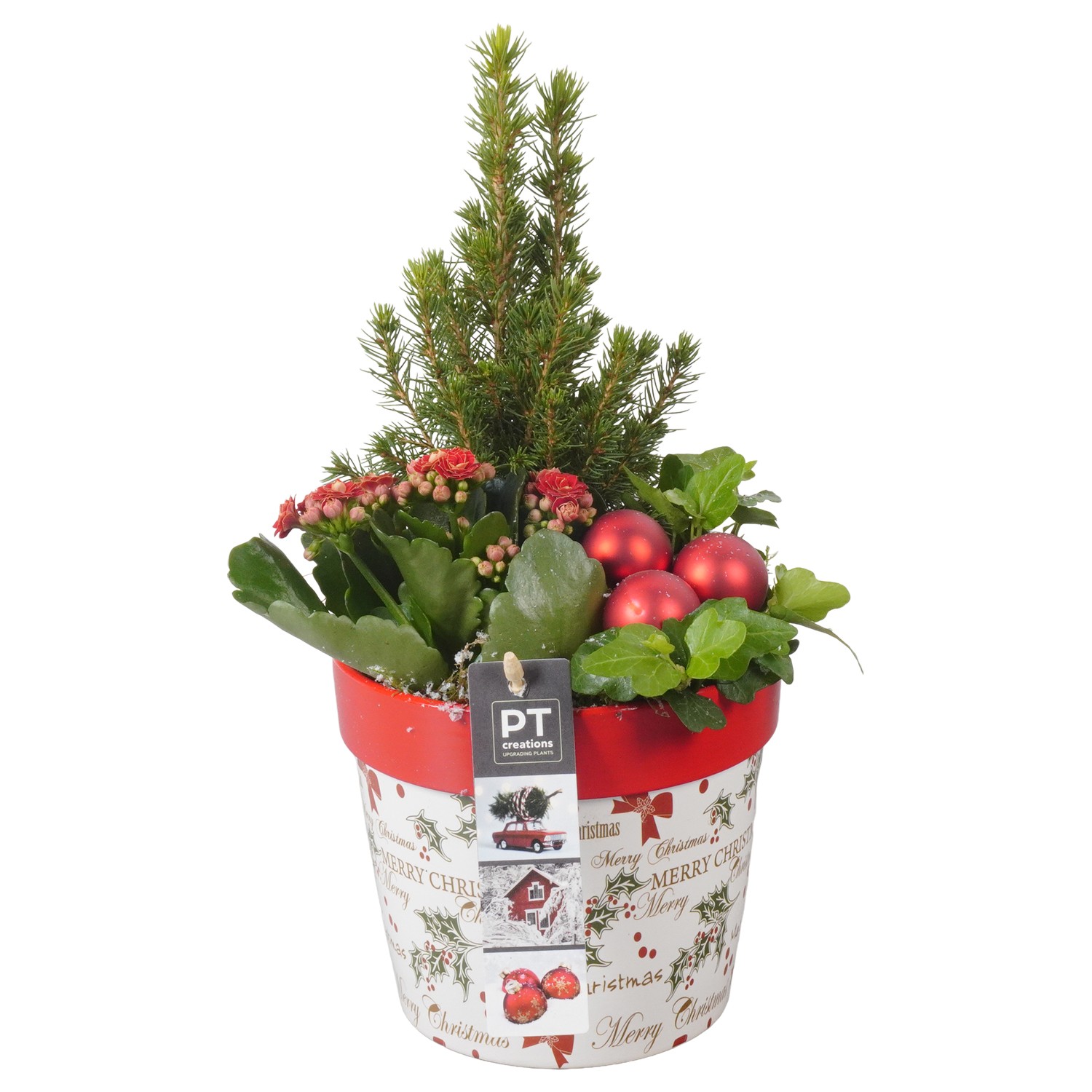 Picture of PTKB9373 Arrangement X-Mas in ceramic pot P13 31CM