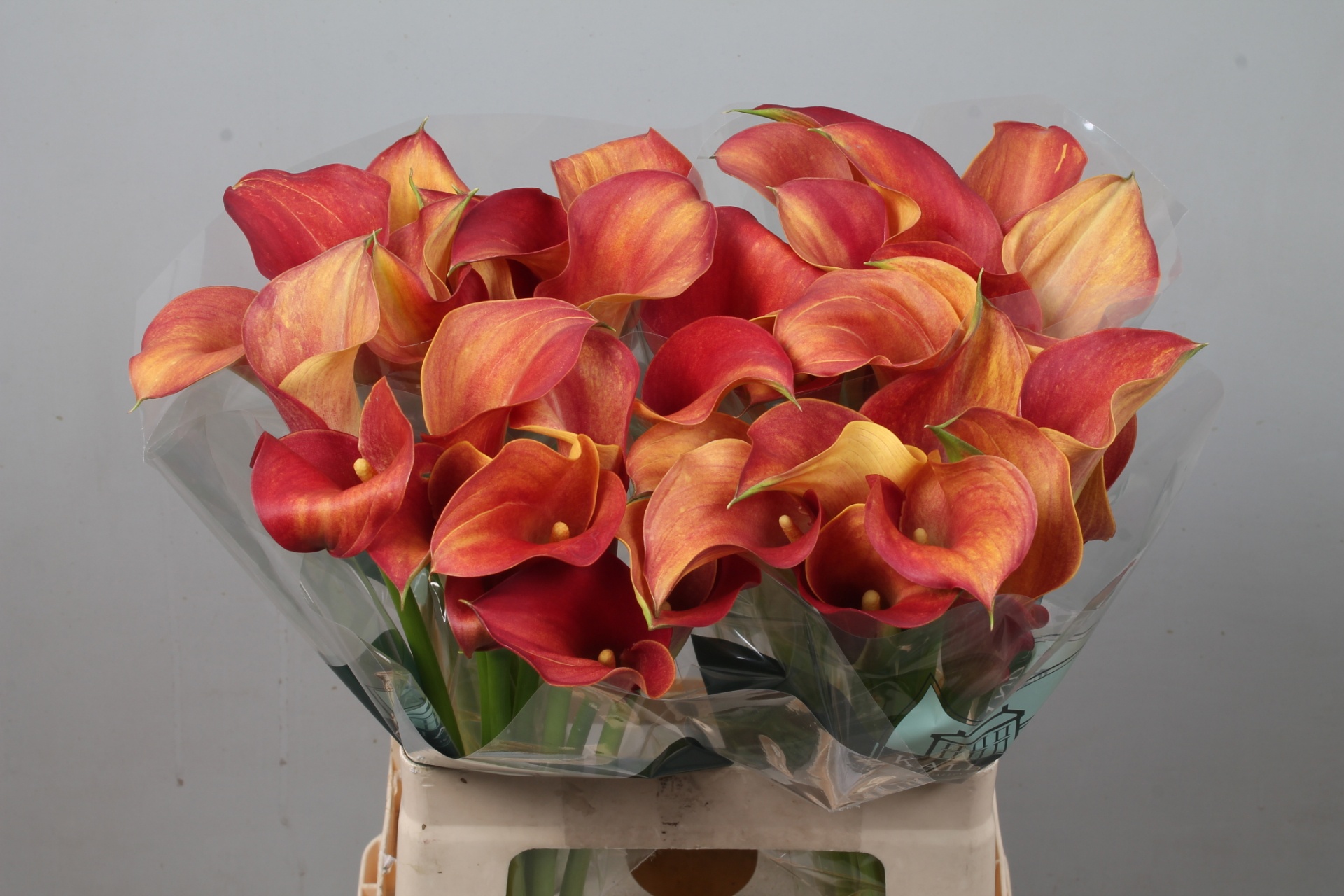 Calla Capt Trinity 60cm