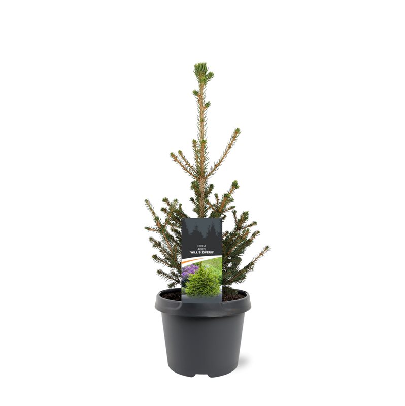 Picture of Picea abies Will's Zwerg P19 (3 Ltr)