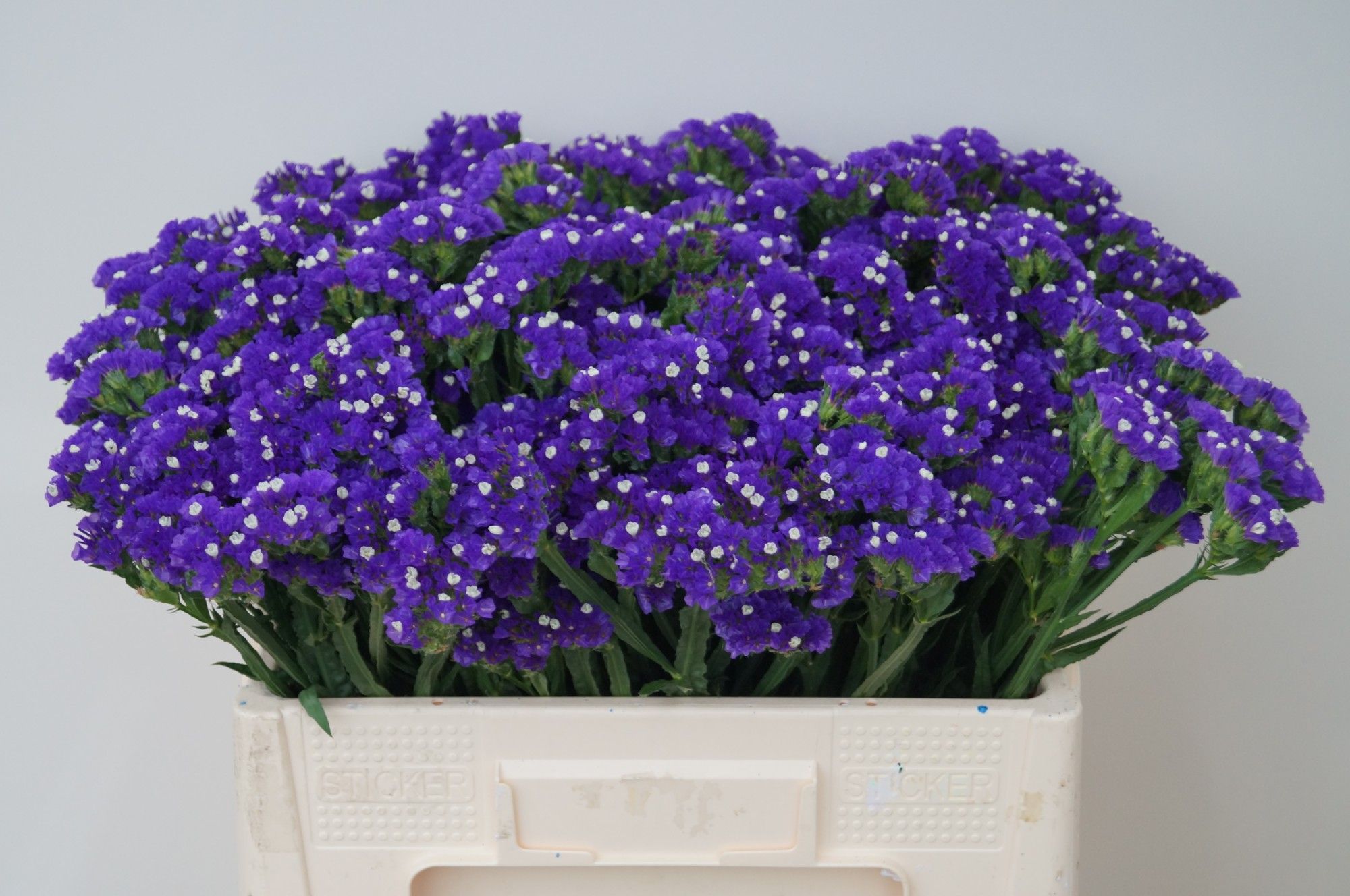 Lim S Blue Sun Birds 50cm 25gram