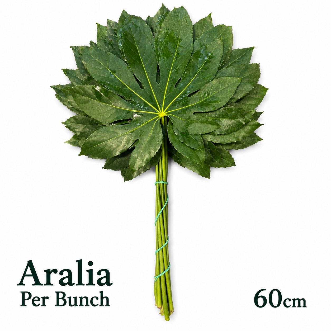 Fatsia Japonica Bs