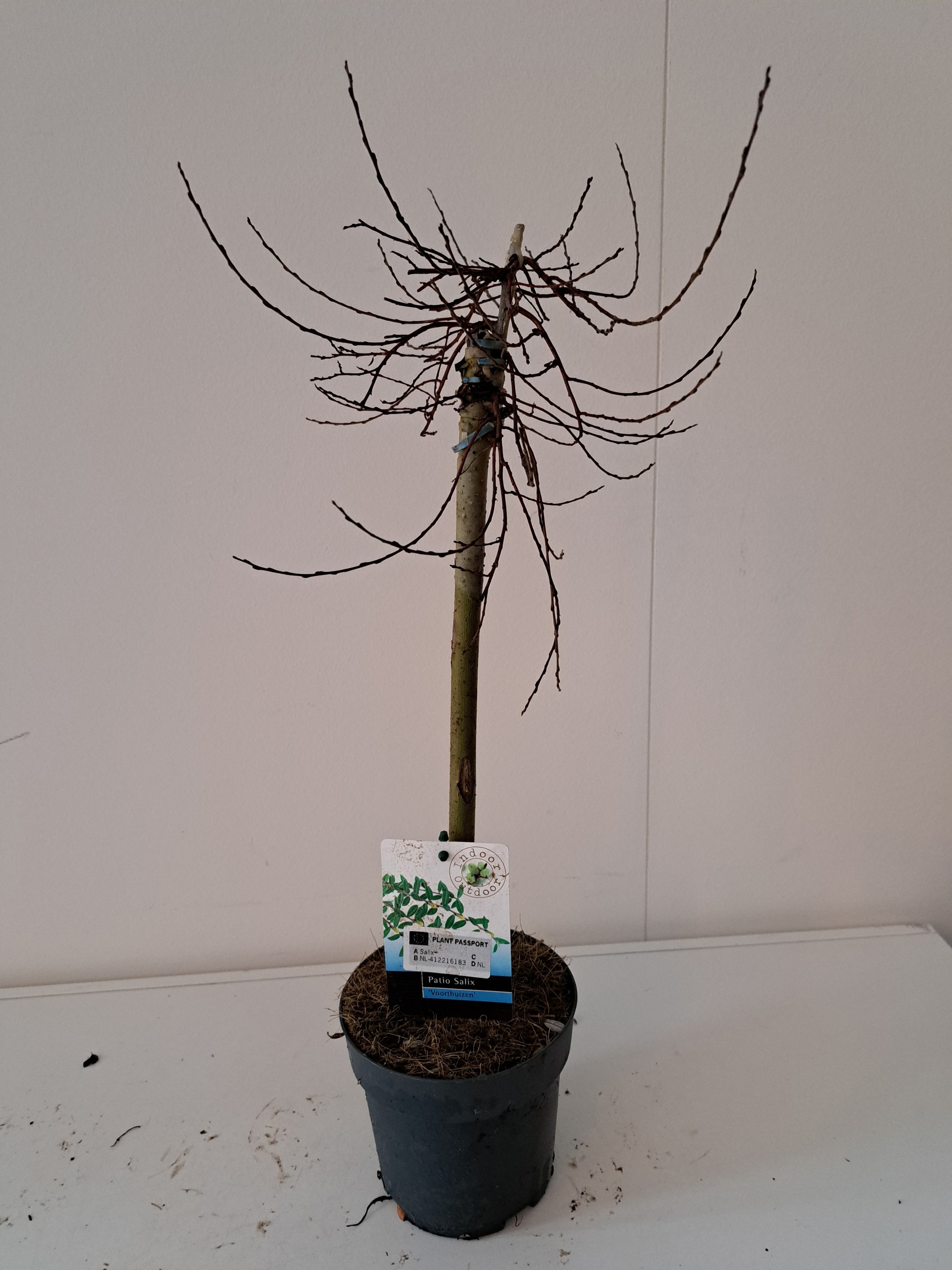 Picture of Salix repens Voorthuizen stam 40