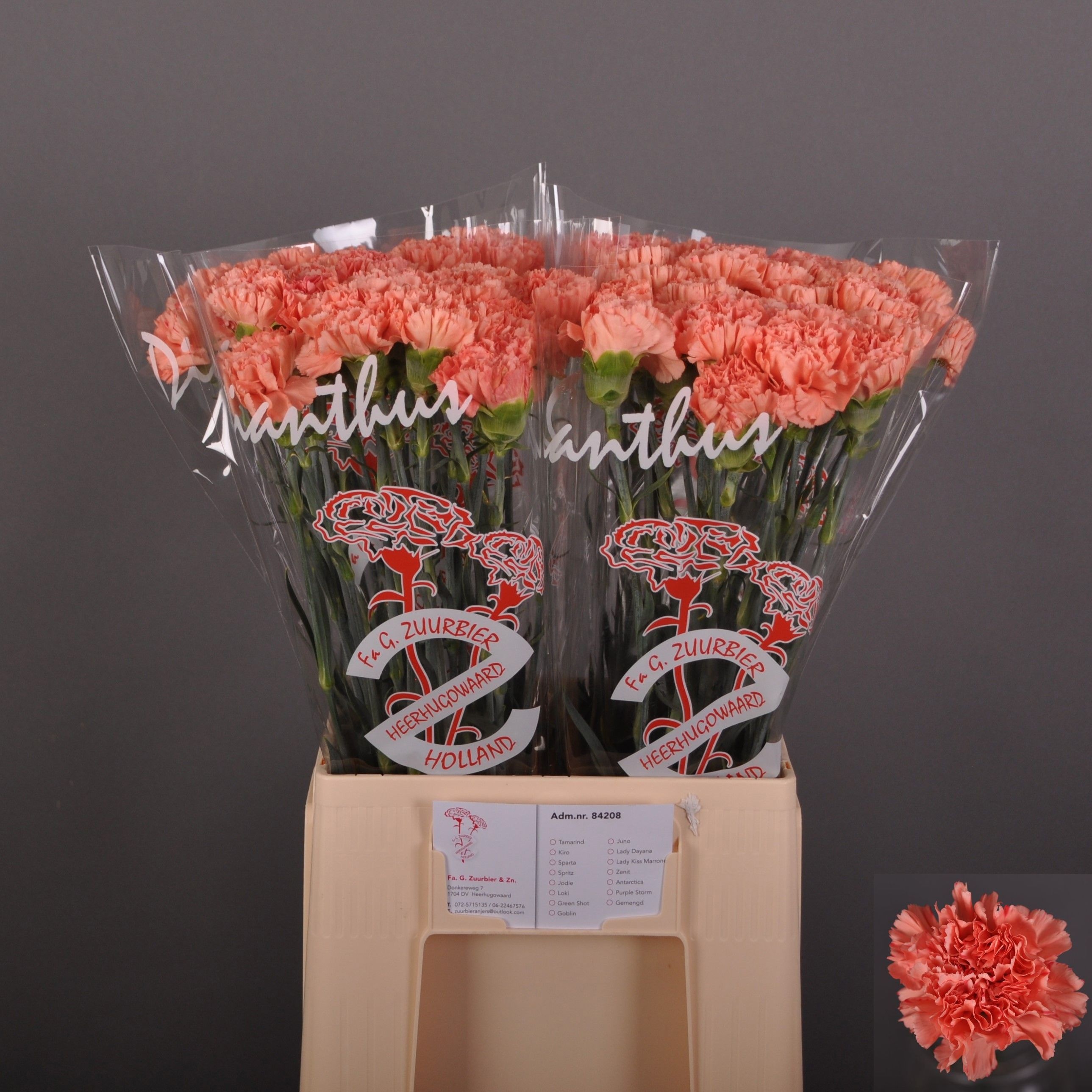 Dianthus St Tamarind 60cm