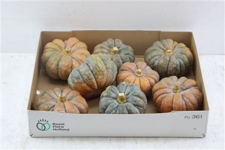 Cucurbita Pepo