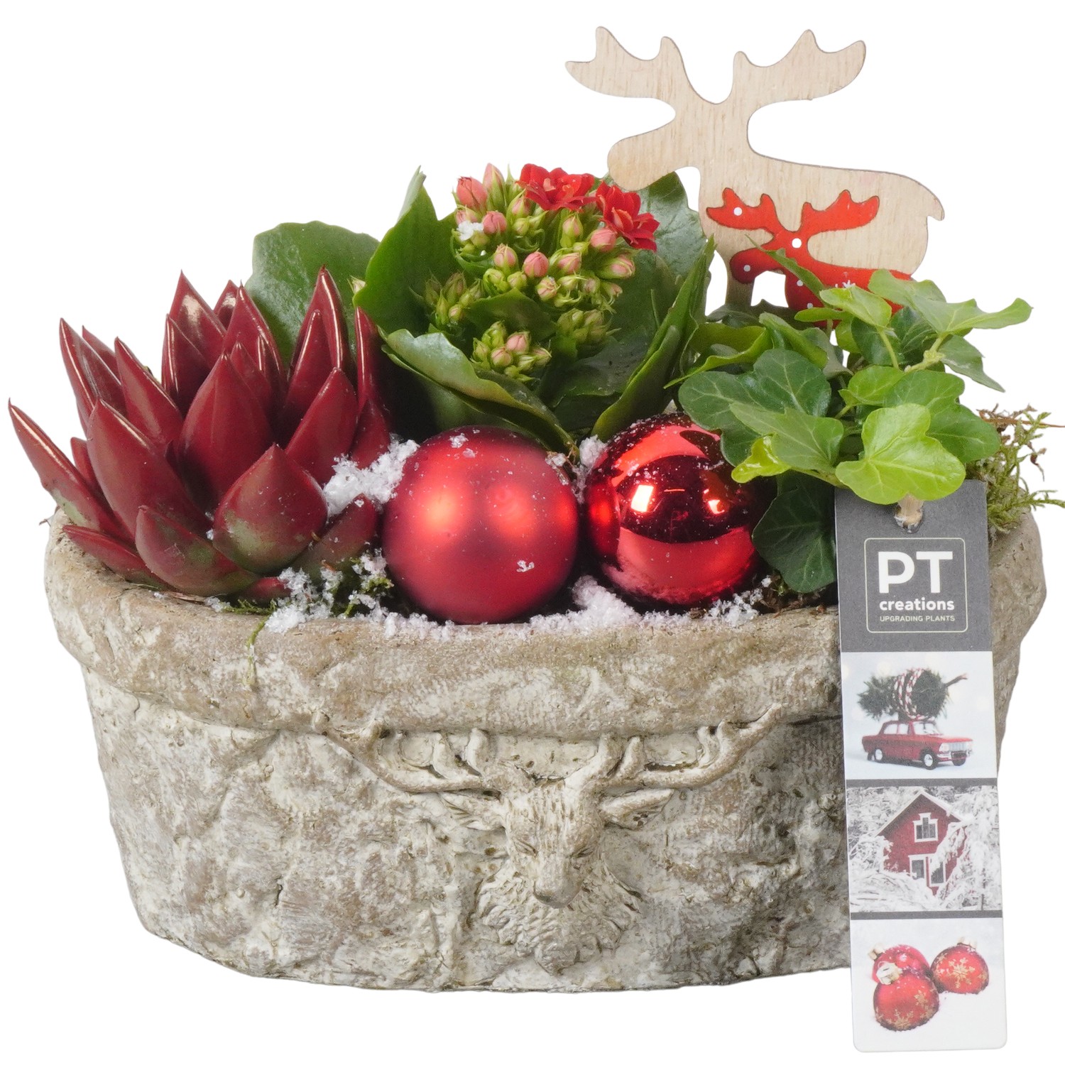 Picture of PTKB9413 Arrangement X-Mas in concrete pot P20 18cm