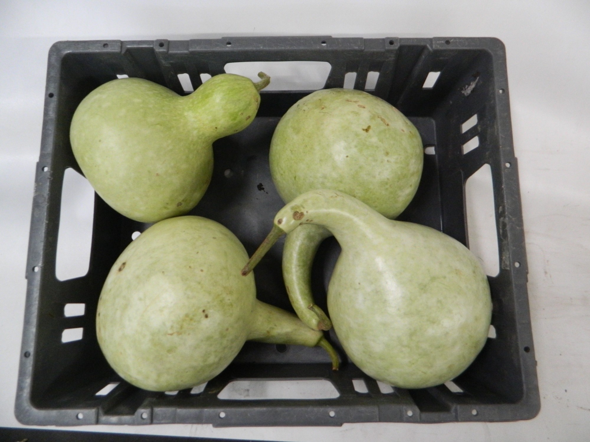 Cucurbita Orange (PUMPKIN)