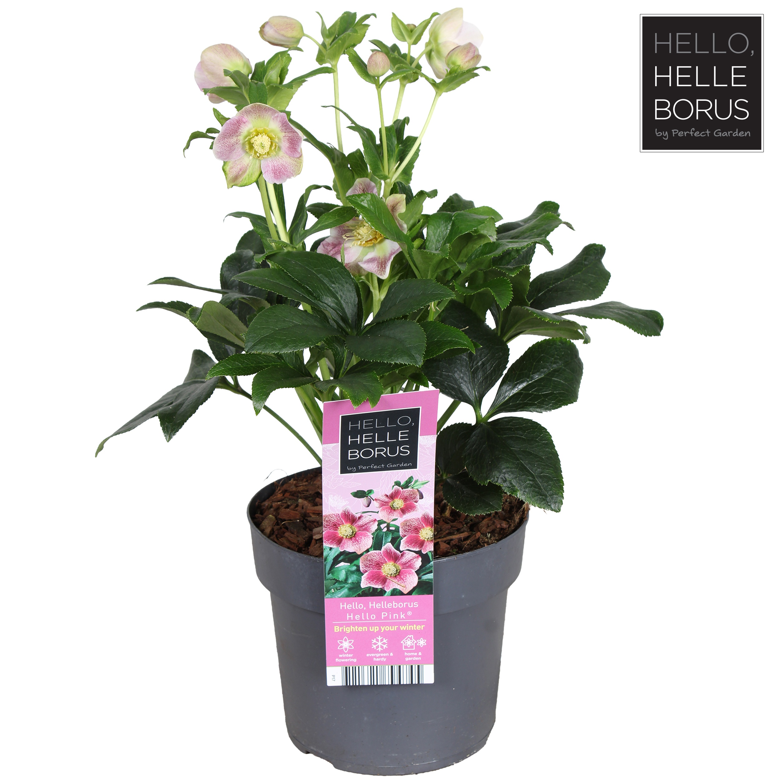 Helleborus orientalis 'Hello Pink'