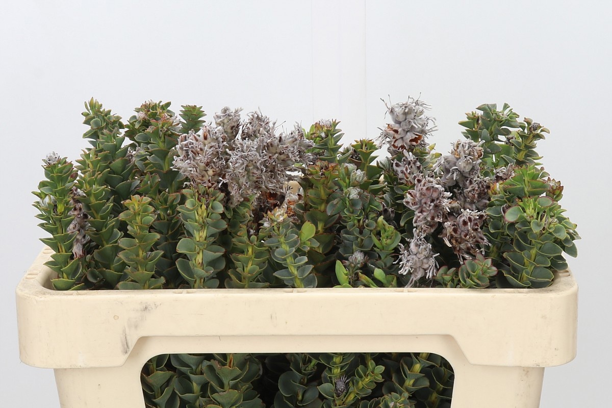 Paranomus Reflexus 50cm