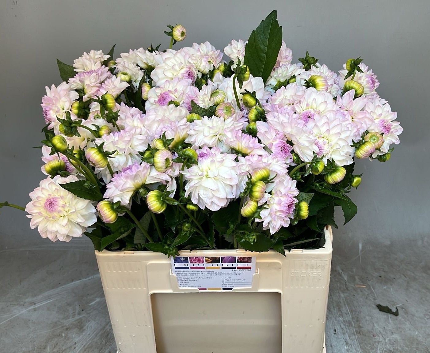 Dahlia Eveline 60cm