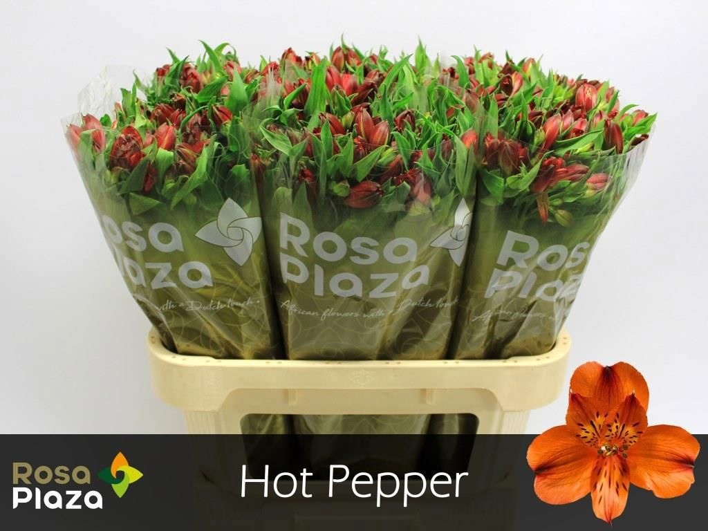 Alstr Hot Pepper