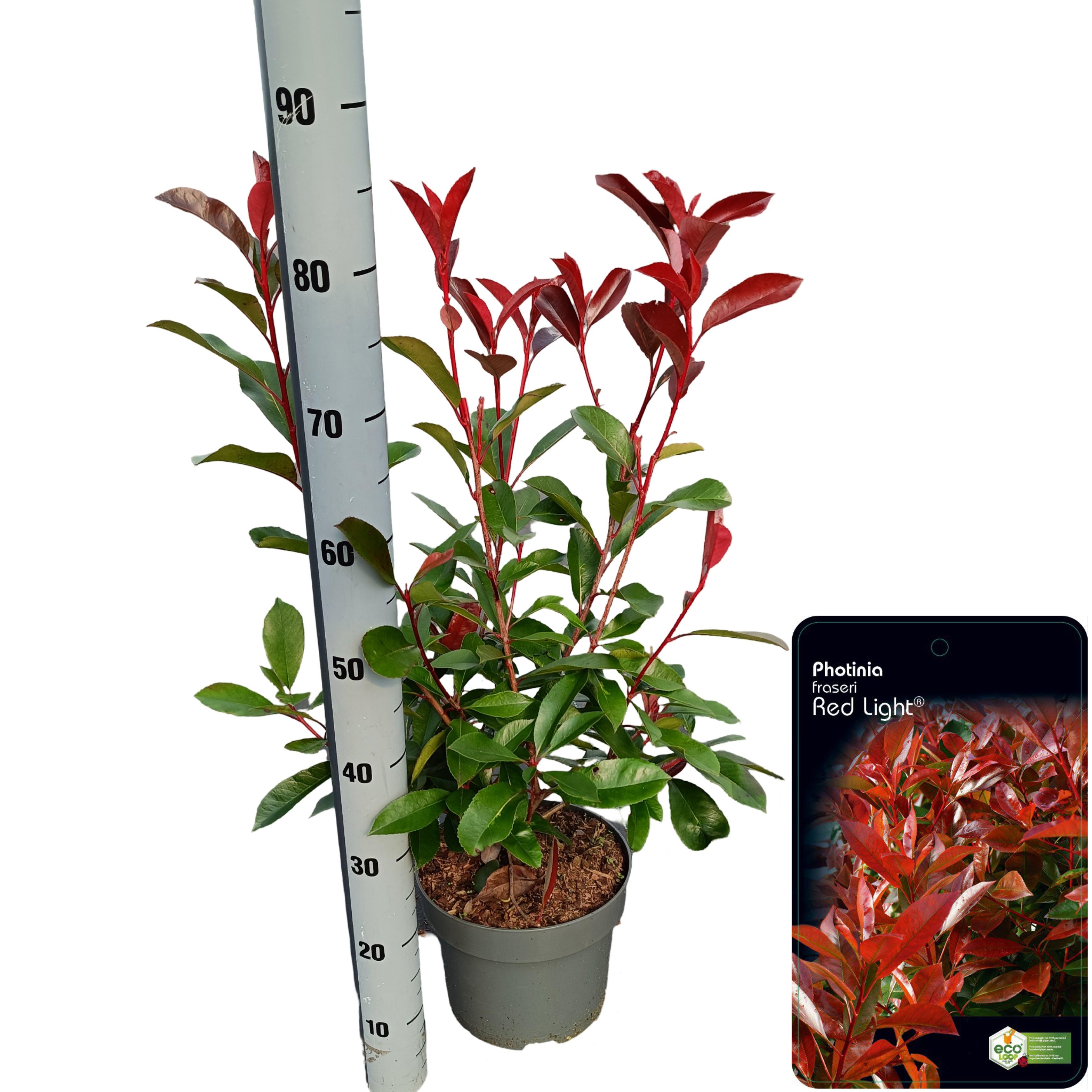 Picture of Photinia fraseri 'Red Light' C5