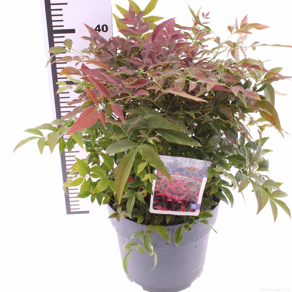 Picture of Nandina domestica 'Obsessed'