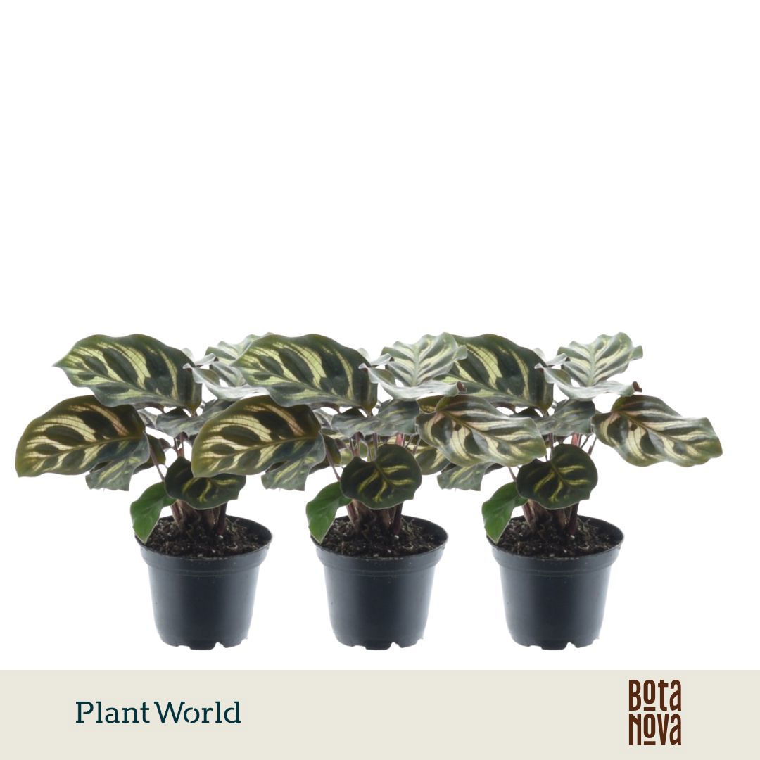 Calathea Makoyana 7Ø 15cm