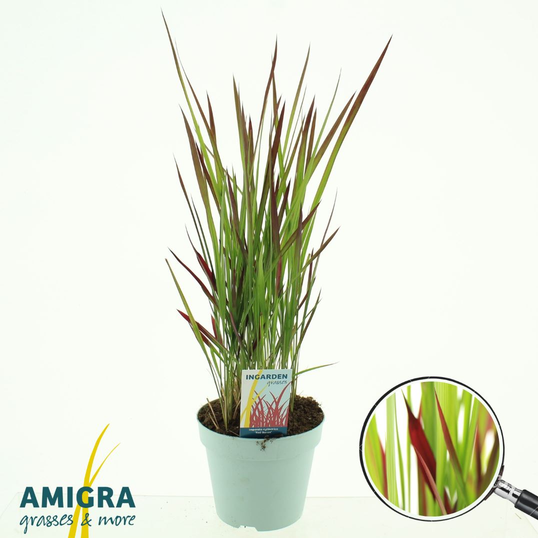 Picture of Imperata cylindrica 'Red Baron'