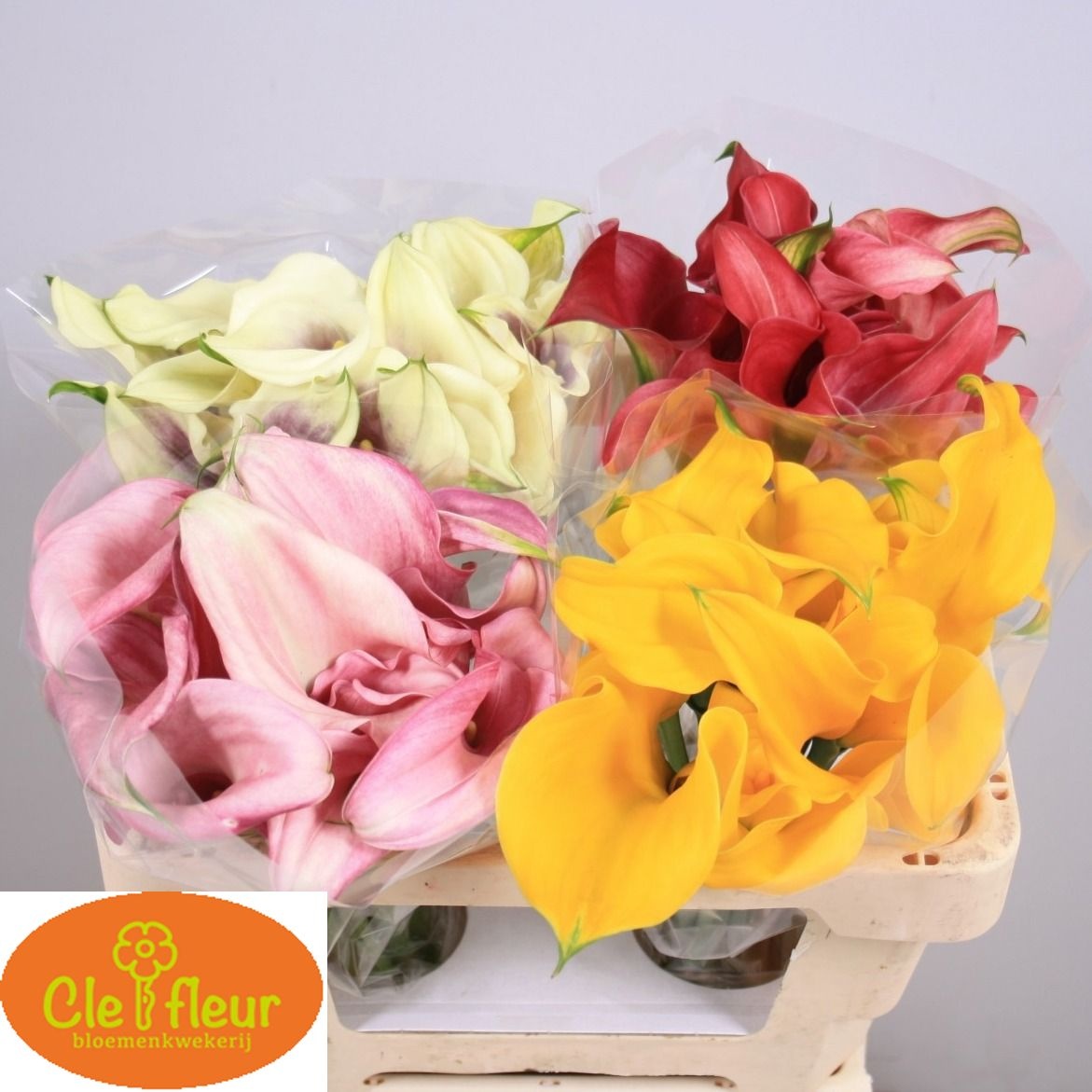 Calla Assorted 50cm