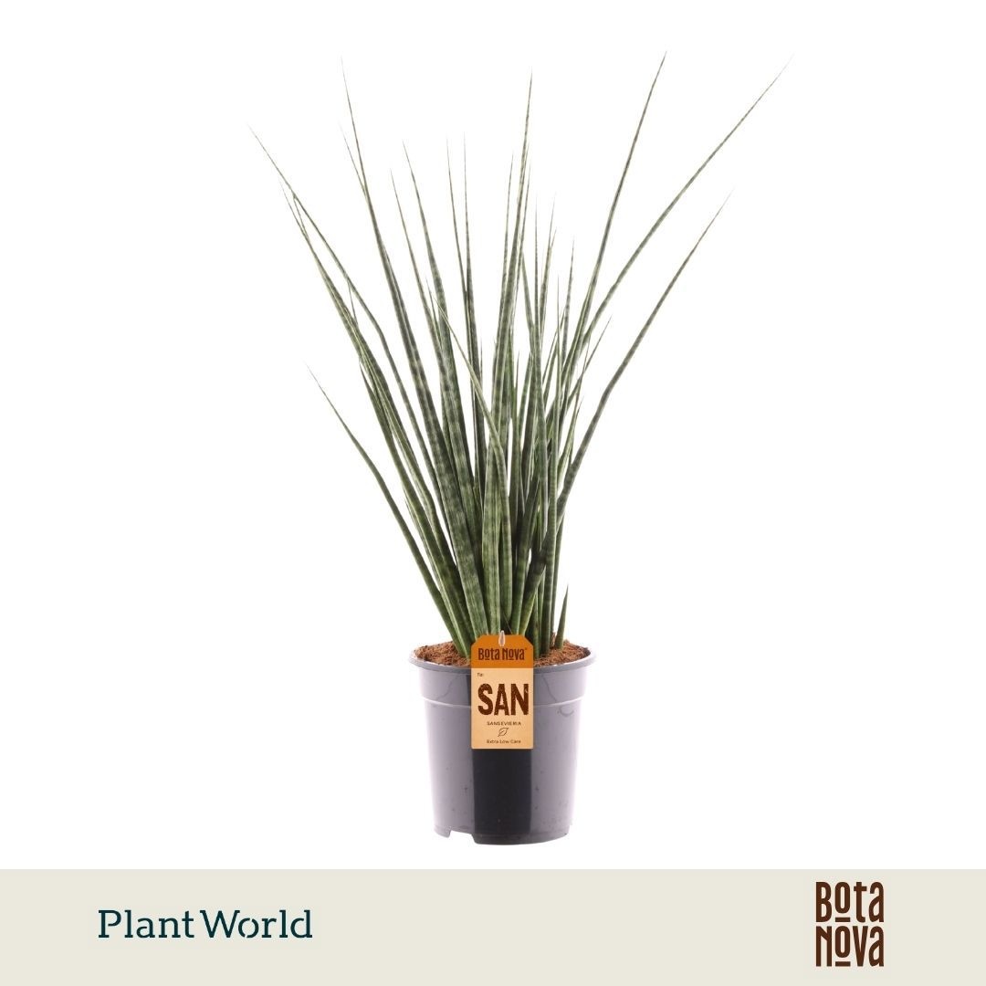 Sansevieria 'Digitorum'