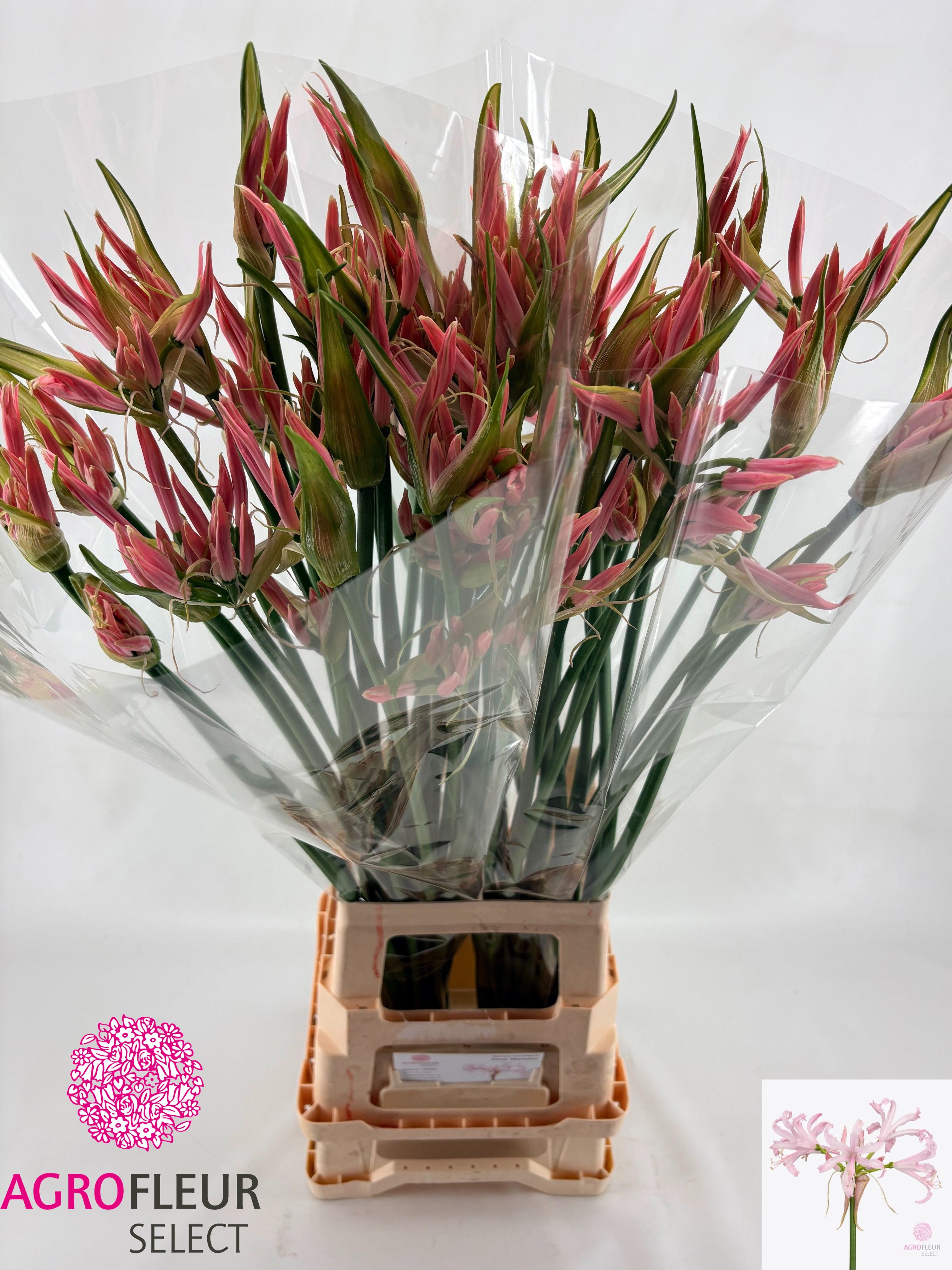 Ne Bo Pink Wonder 80cm