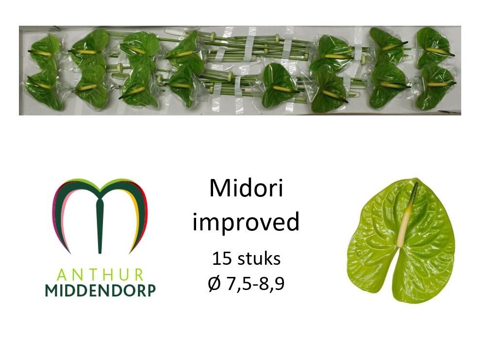 Anth A Midori Imp