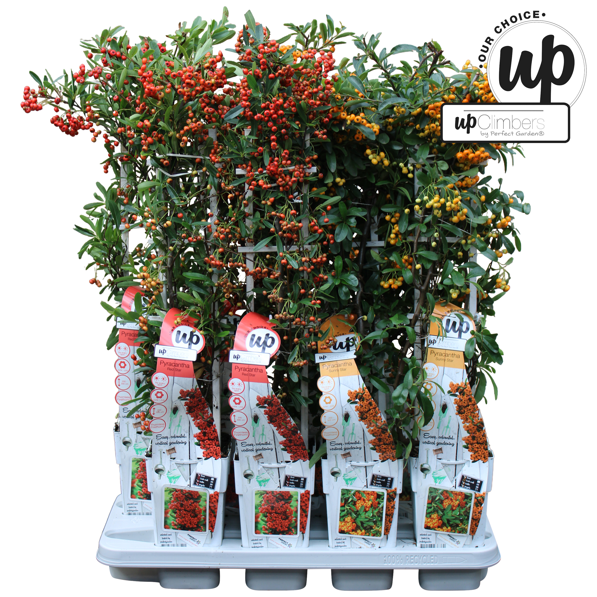 Picture of Pyracantha Our Choice mix tray P15