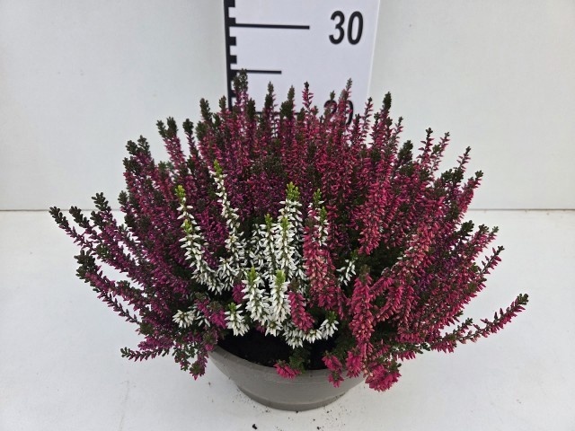 Callu Ga G Tri Girls 23Ø 25cm