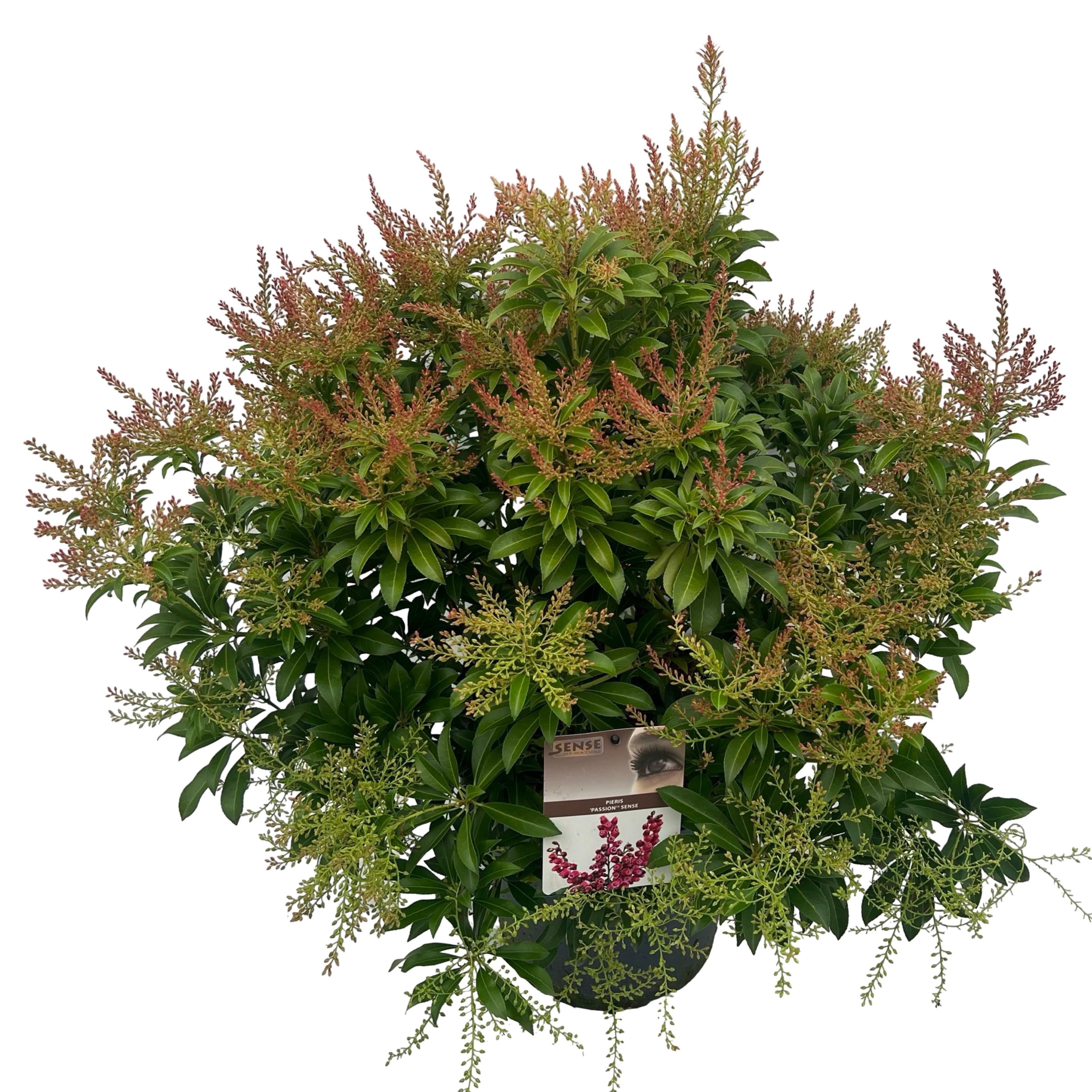 Picture of Pieris jap. Passion ® sense P29 (10 Ltr) (LOOSE)