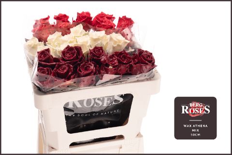 Rosa Waxed 50cm