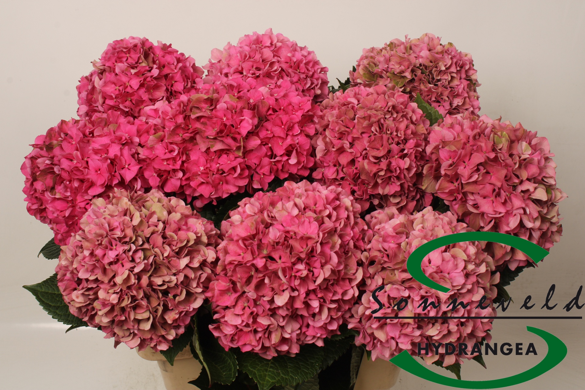 Hydrangea Glowing Alps Classic 70cm 20Ø