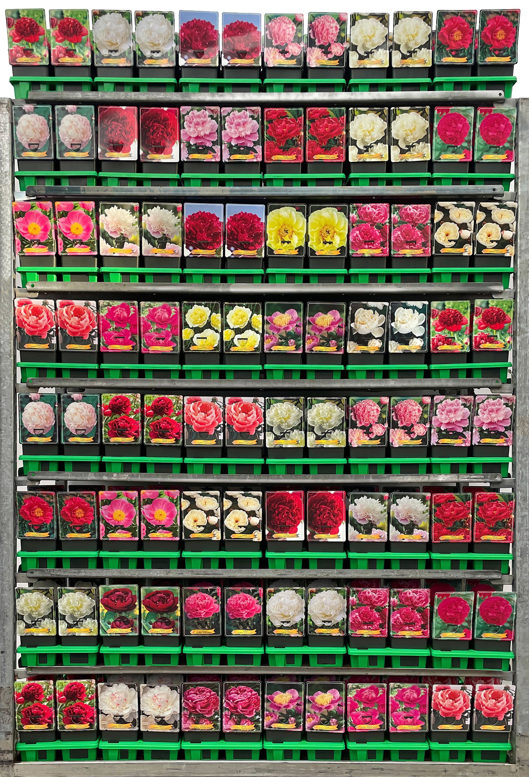 Picture of Paeonia lactiflora Mix CC P11