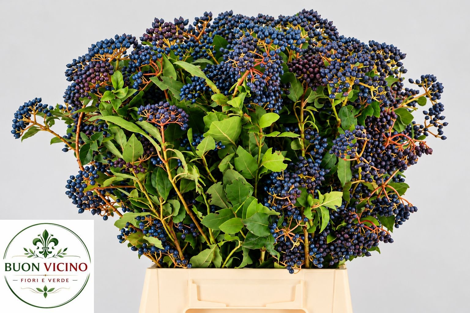 Viburnum Tinus Bnch 60cm