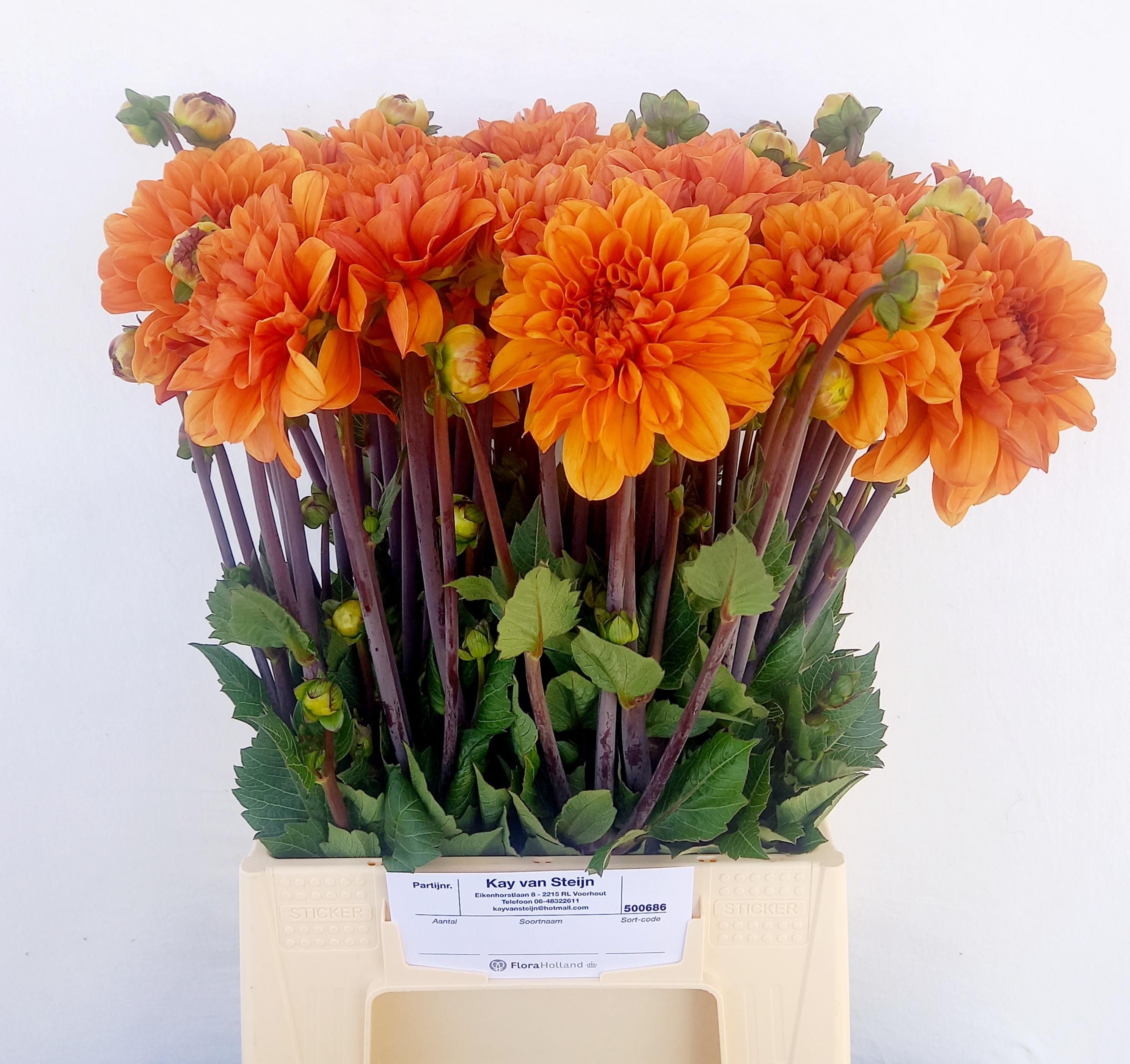 Dahlia 50cm