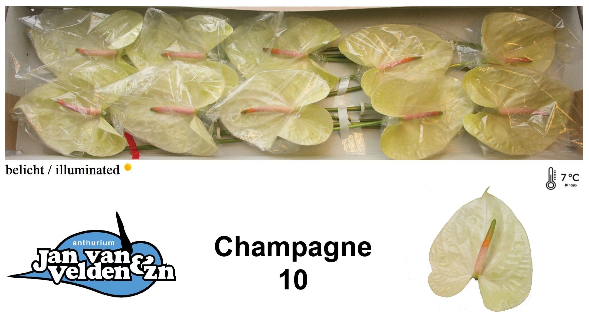 Anth A Champagne