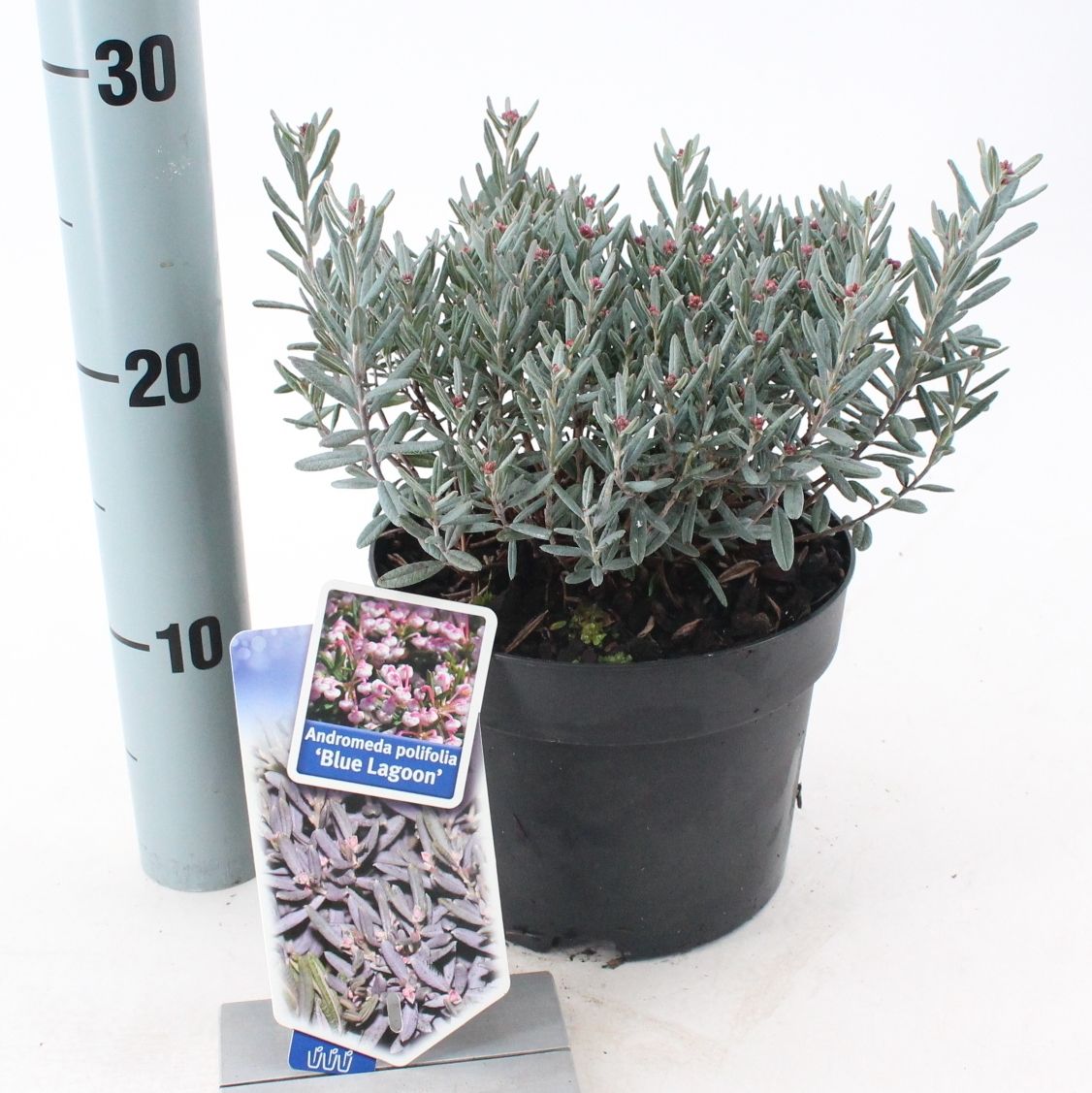 Picture of Andromeda polifolia 'Blue Lagoon'