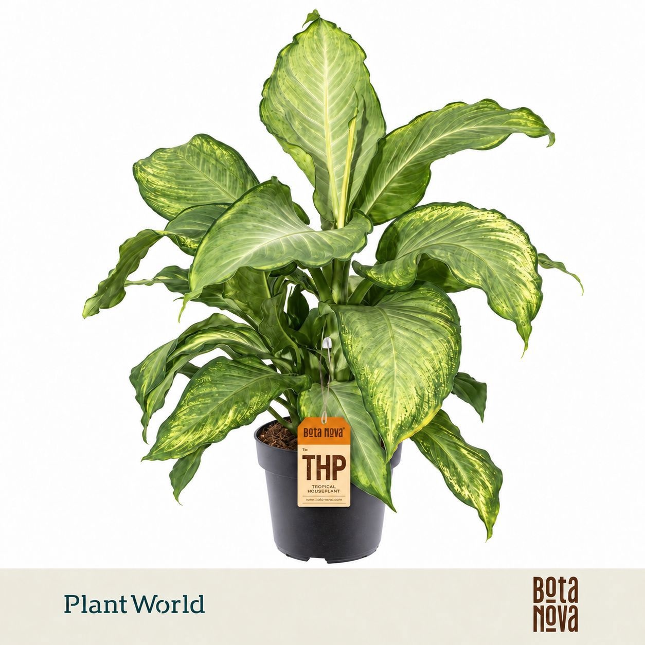 Dieffenbachia 'Ivory Green'