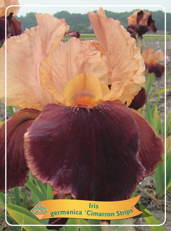 Picture of Iris germanica Mix 6x10 srt. per shelve P11